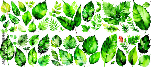 Green leaf pattern set. Plant foliage watercolor of spring leaves greenery