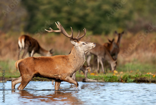 Fototapeta Naklejka Na Ścianę i Meble -  Red deer stag walking in water during rutting season
