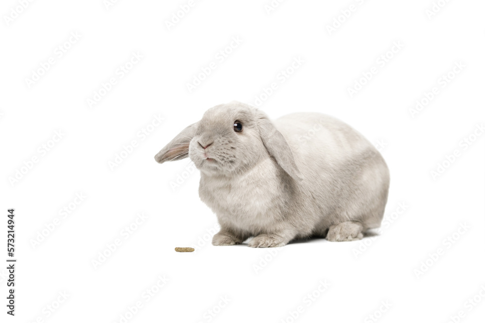 Fototapeta premium Gray lop-eared rabbit sits on a white background. In front of him is dry food for rabbits.