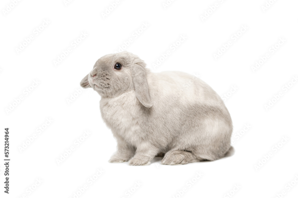 Gray lop-eared rabbit sits on a white background. Gray lop-eared rabbit sits on a white background.