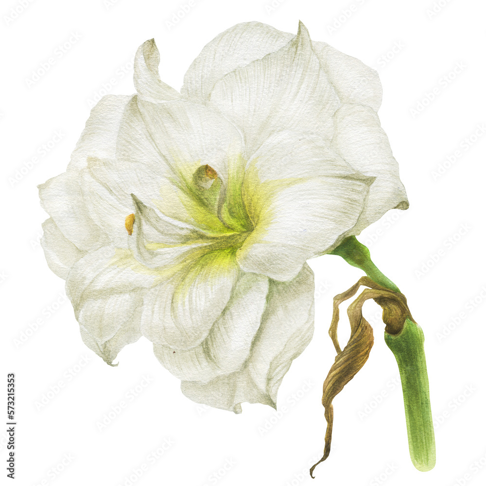 Botanical watercolor illustration. White hippeastrum big flower