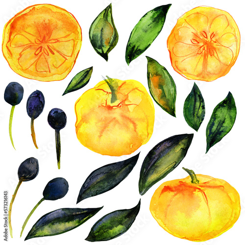 Fototapeta Naklejka Na Ścianę i Meble -  Lemon and Olive Garden. Watercolor elements of citrus and olive plant. Fruits, leaves and branches