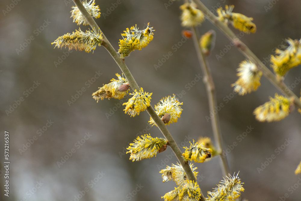Close-up of a twig with yellow spring catkins Close-up of a twig with yellow spring catkins