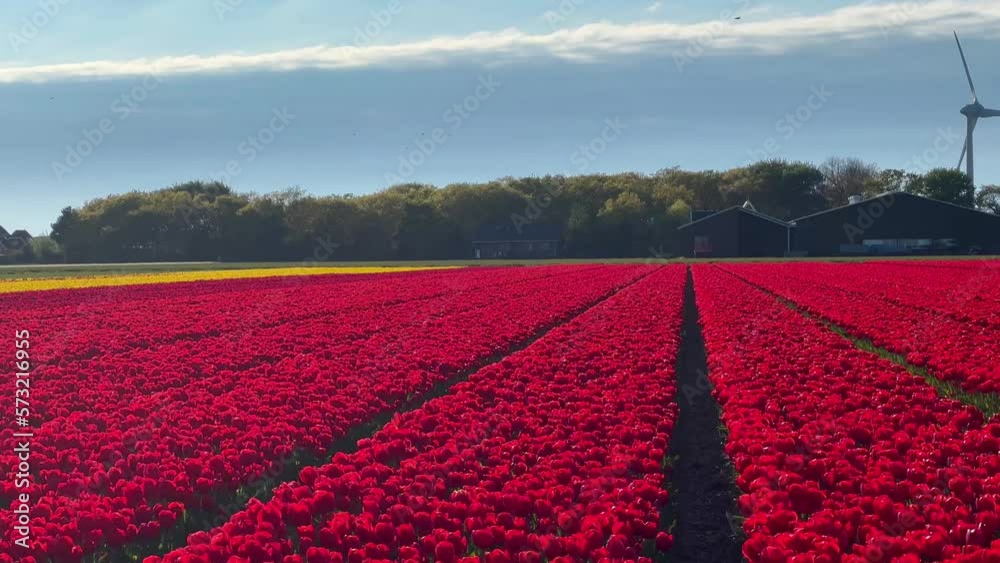 Field of colorful tulips on sunny day Keukenhof flower garden Lisse Netherlands. Happy kings day. High quality 4k footage