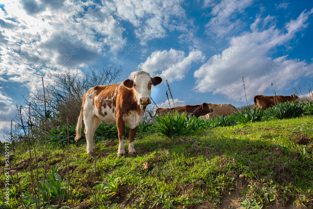 Free cows eating grass outdoors