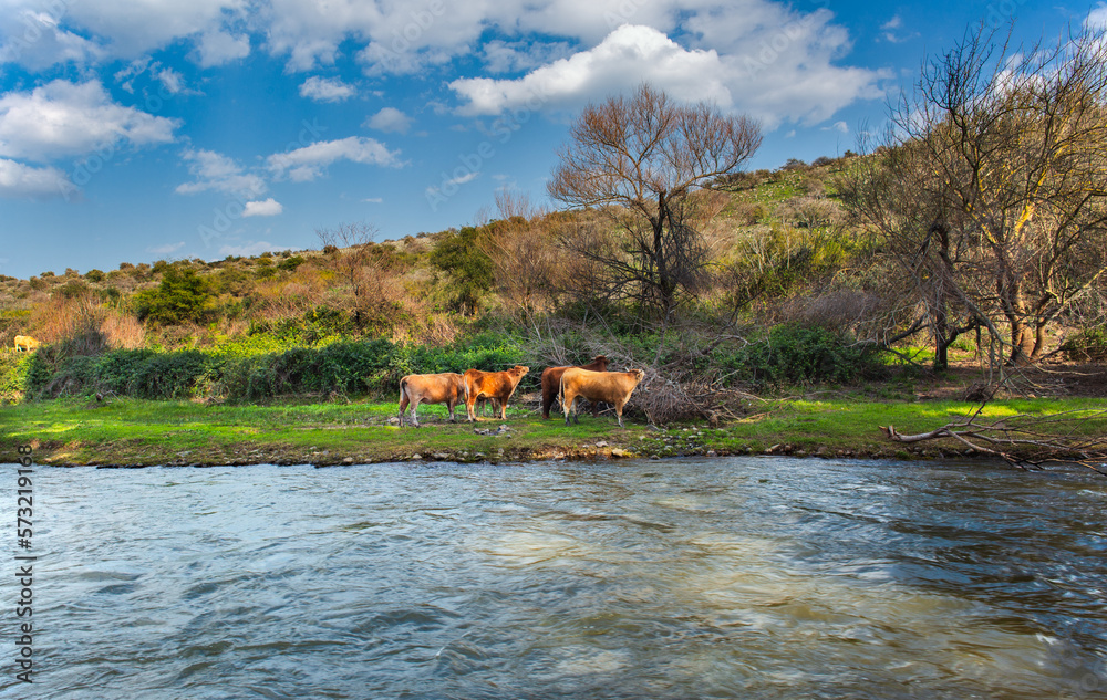 Free cows eating grass outdoors