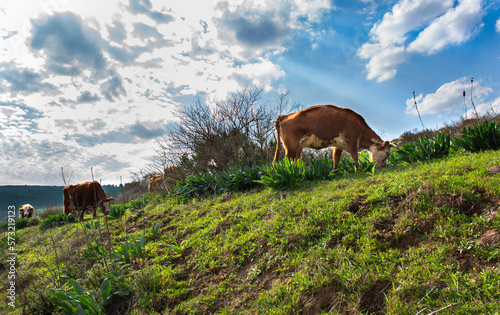 Obraz na płótnie Free cows eating grass outdoors w salonie