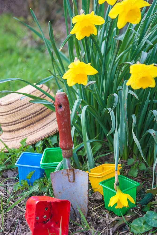 Spring gardening concept; Gardening equipment and yellow daffodils