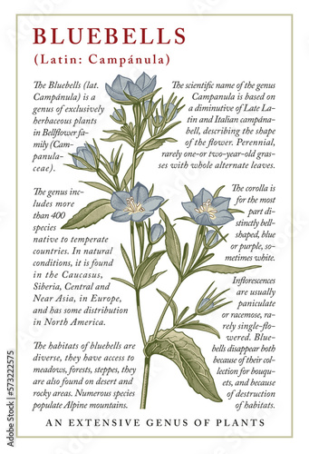 Bluebells. Beautiful blooming realistic isolated flowers. Vintage greeting invitation card. Frame label. Drawing engraving. Freehand Botany. Floral medical nature. Vector stock victorian illustration 