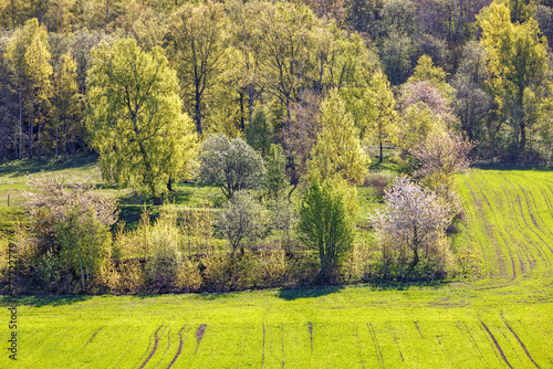 Fototapeta Naklejka Na Ścianę i Meble -  Green field with lush green trees a sunny spring day