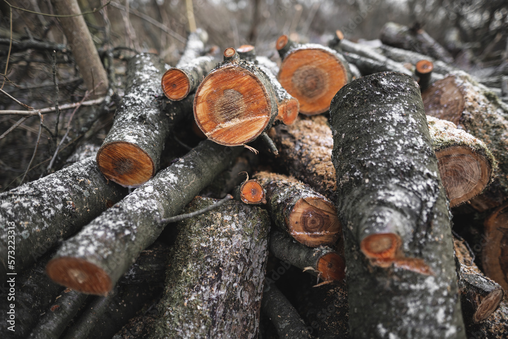 many cut trees in the forest for firewood many cut trees in the forest for firewood