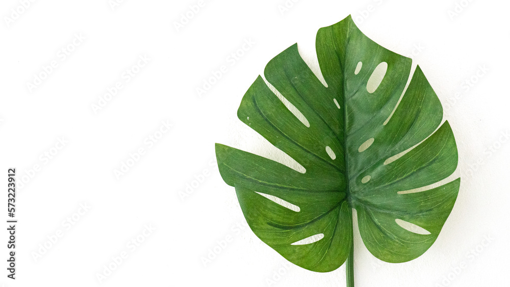 Obraz premium Monstera with a white background.