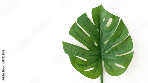 Monstera with a white background.