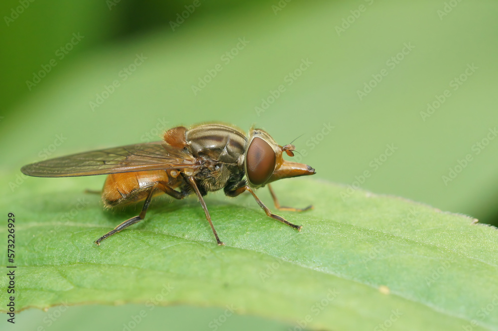 Closeup on a red common snoutfly, Rhingia campestris sitting on a green common ivy leaf in the garden