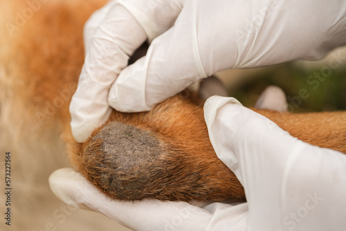 Veterinarian in white medical gloves examines dog leg calluses, close up. photo