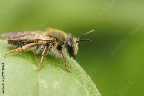 Closeup on a female melow miner, andrena mitis, sitting on a leaf
