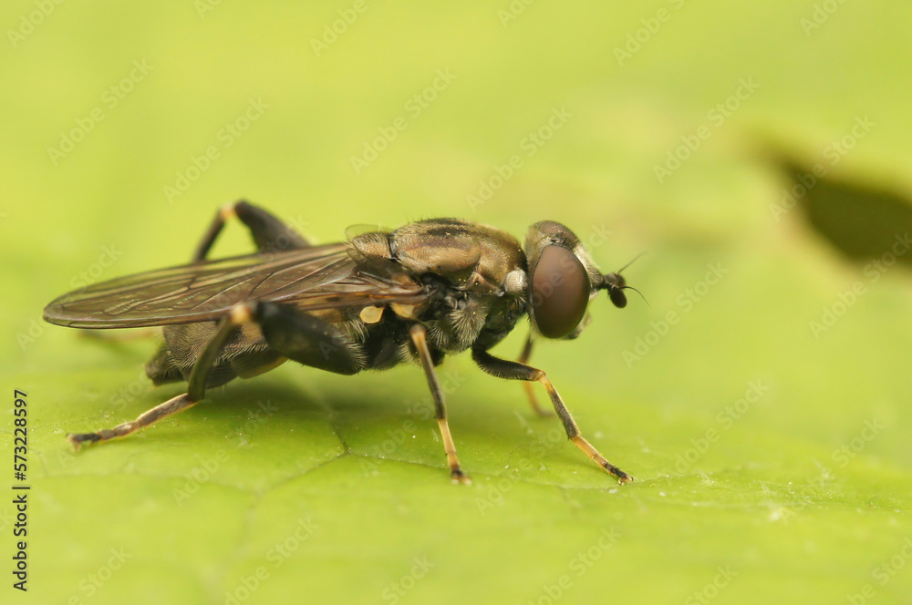 Fototapeta premium Closeup on a Small Forest Hoverfly, Chalcosyrphus nemorum , sitting on a green leaf