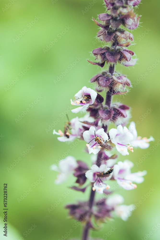 Spring Has Come - Colorful insects on white purple flower. Basil leaves and flowers macro image. Spring Has Come - Colorful insects on white purple flower. Basil leaves and flowers macro image.