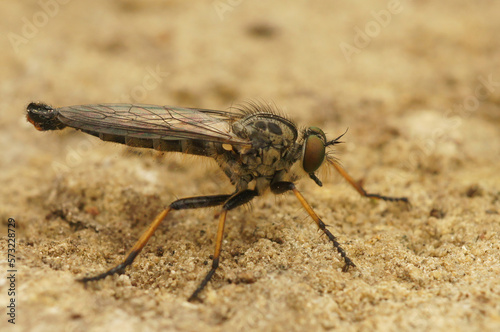 Closeup on a predator common awl robberfly Neoitamus cyanurus sitting on a stone