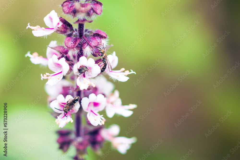 Spring Has Come - Colorful insects on white purple flower. Basil leaves and flowers macro image. Spring Has Come - Colorful insects on white purple flower. Basil leaves and flowers macro image.