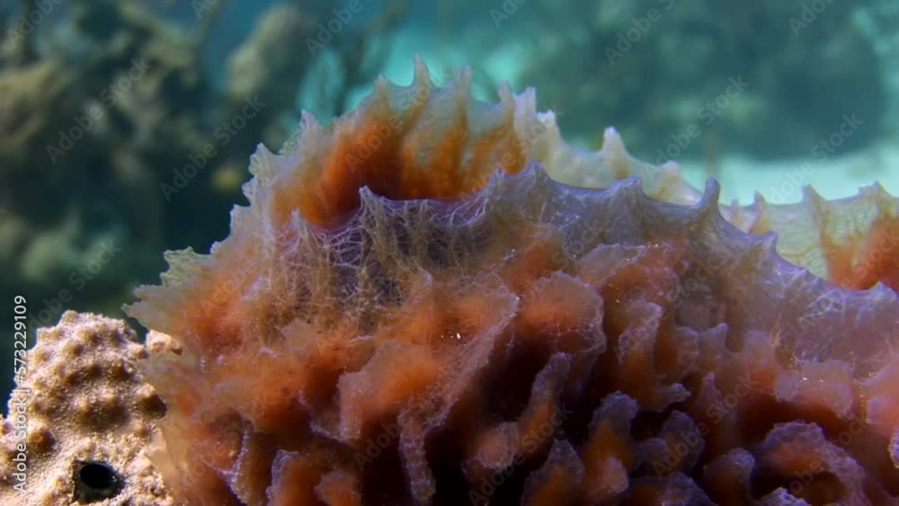 Underwater seabed of Caribbean Sea. With warm water, great visibility