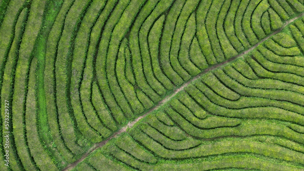 Tea plantaion Tea plantaion