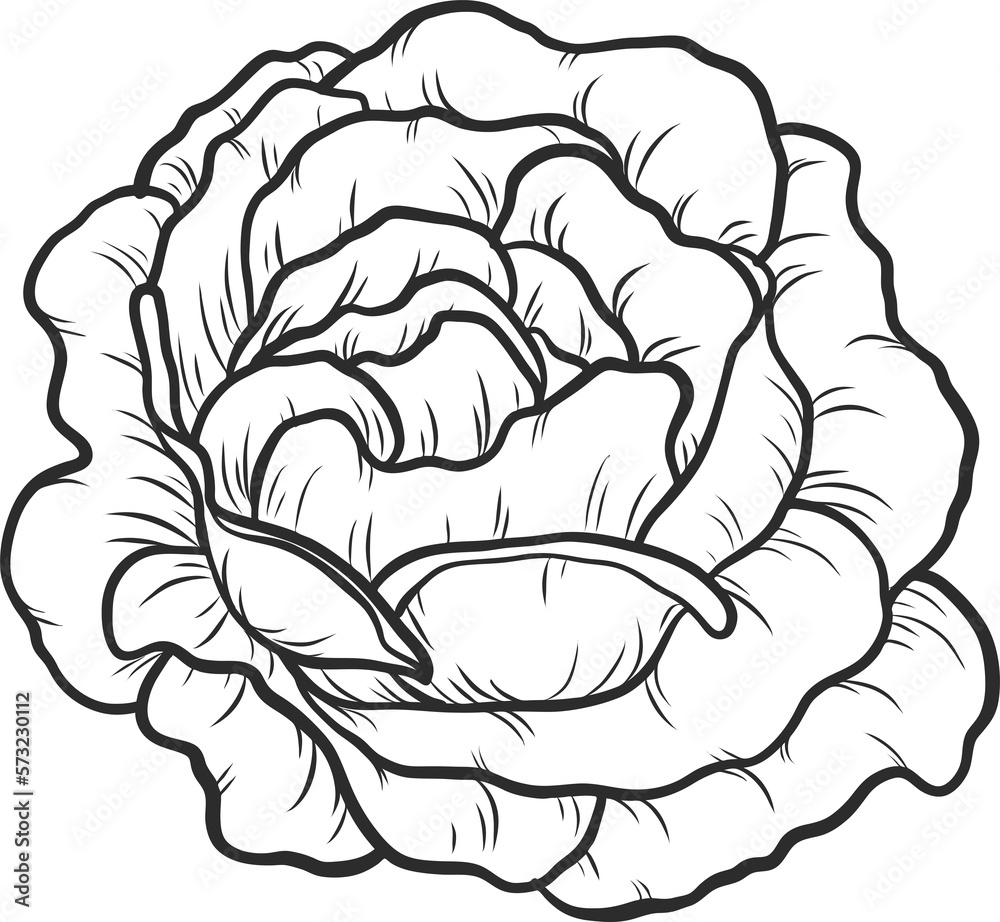 Blaze rose png.Beautiful flower on transparent background.
