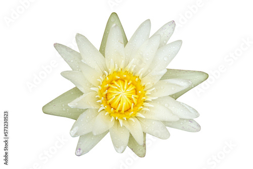 lotus used to worship Buddha