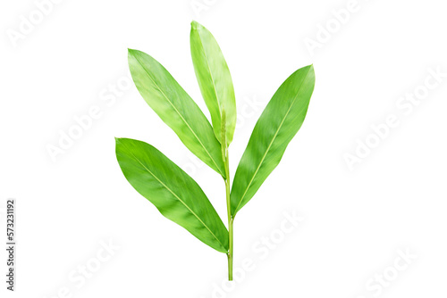 green galangal leaves