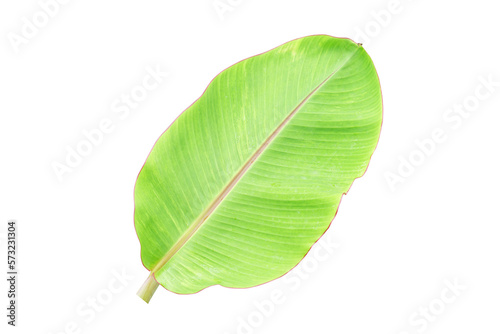 banana leaves for food wrapping