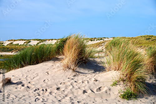 D  nengras in Sandd  nen an der Nordsee