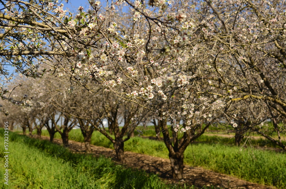 Almond trees in bloom. Large garden with flowering trees. Farming - almond production. fresh pink flowers on the branch of fruit tree Almond trees in bloom. Large garden with flowering trees. Farming - almond production. fresh pink flowers on the branch of fruit tree