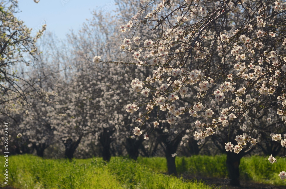 Almond trees in bloom. Large garden with flowering trees. Farming - almond production. fresh pink flowers on the branch of fruit tree Almond trees in bloom. Large garden with flowering trees. Farming - almond production. fresh pink flowers on the branch of fruit tree