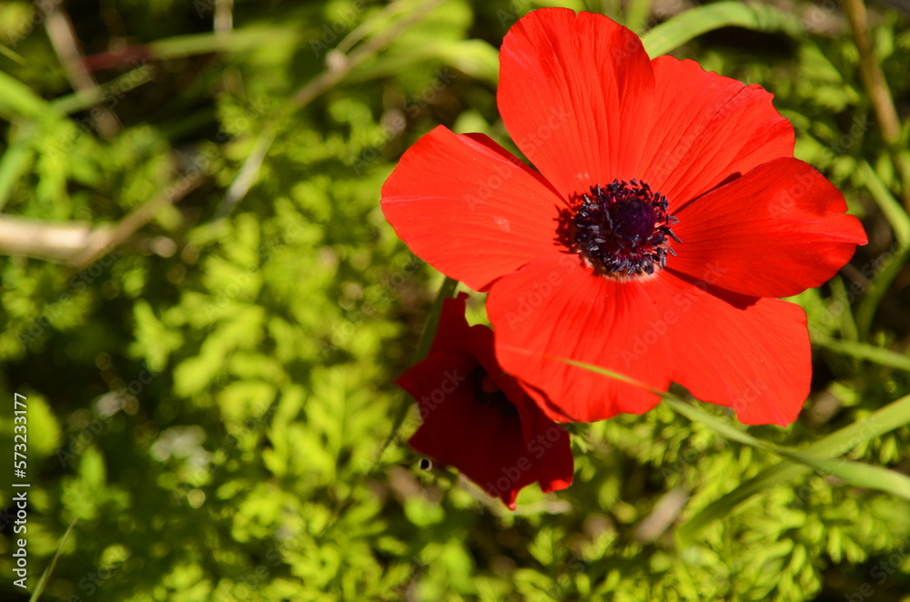 Red anemone. Flower in the Negev desert. Symbol of Israel. Close-up