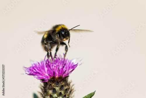 Bumblebee /Bombus © mark