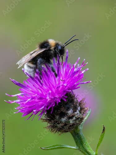 Bumblebee /Bombus