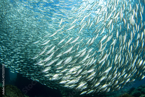 inside a giant sardines school of fish bait ball photo
