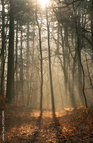 winding shadows in the misty morning trees