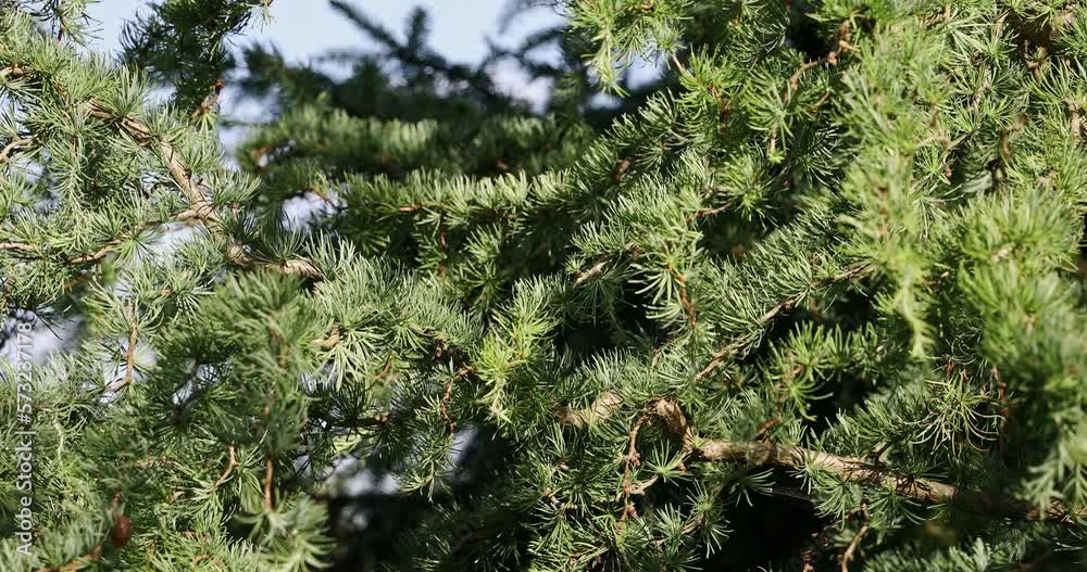 Close-up view of larch branches with green needles moving in the wind. Close-up view of larch branches with green needles moving in the wind.