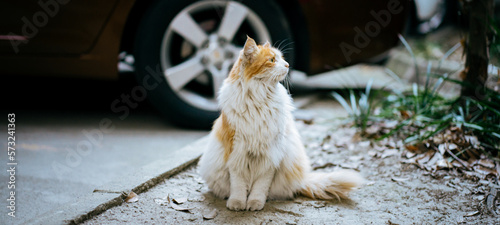 Fototapeta Naklejka Na Ścianę i Meble -  cat on the ground