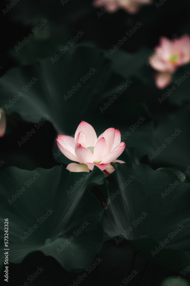 pink lotus flower in pond pink lotus flower in pond