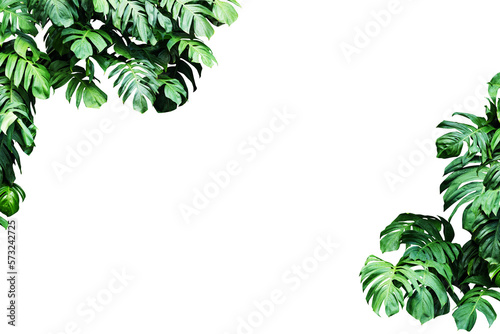 Fototapeta Naklejka Na Ścianę i Meble -  square frame surrounded by monstera leaves with copy space
