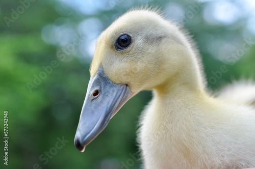 Close up of a curious yellow duckling