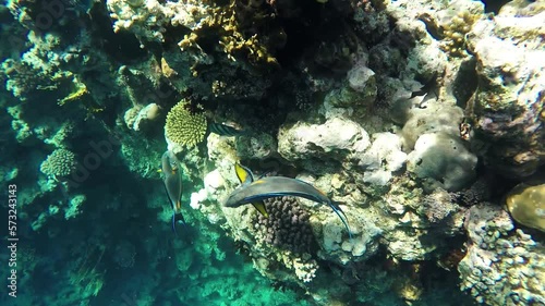 Wallpaper Mural Tropical exotic fish swim along the coral reef in the clear turquoise water of the stormy Red sea  Torontodigital.ca