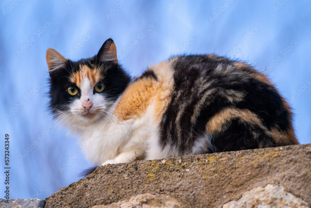 Dreifarbige Katze im Frühjahr auf Mallorca Dreifarbige Katze im Frühjahr auf Mallorca