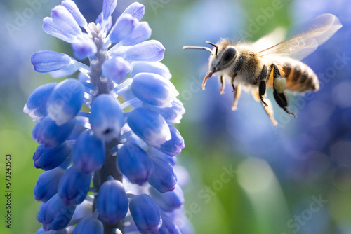 bee on flower