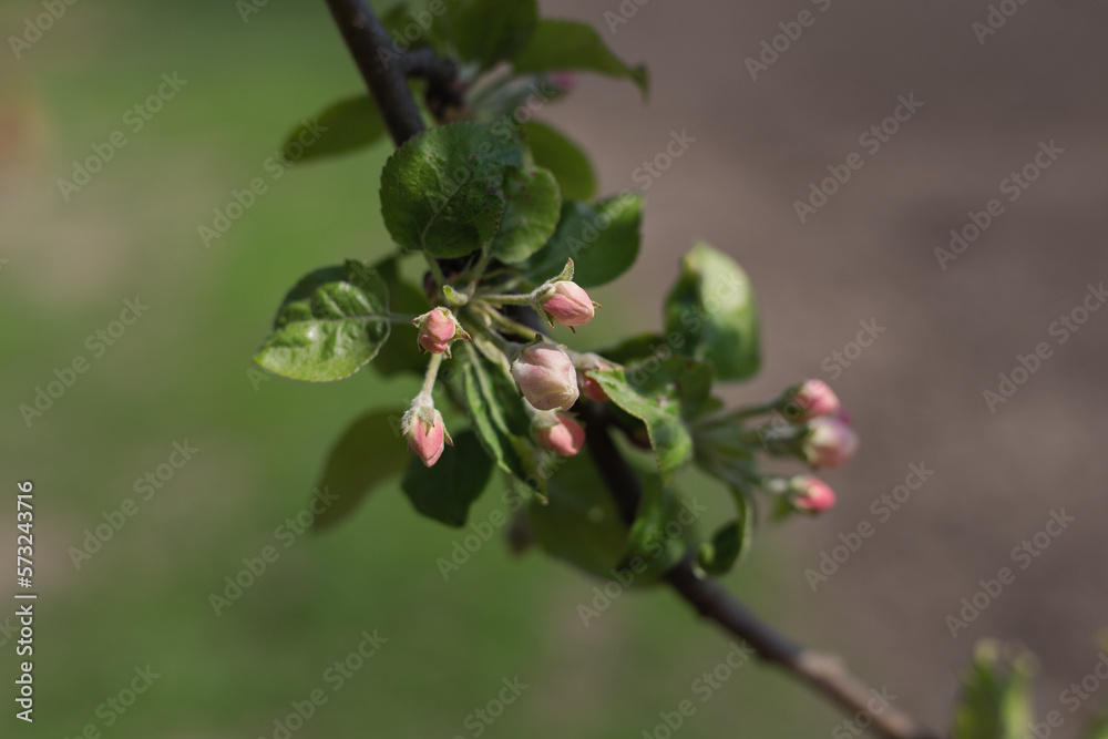 Spring branch of an apple tree with pink budding buds and young green leaves. Apple, apple blossoms, apple blossoms, buds. Spring branch of an apple tree with pink budding buds and young green leaves. Apple, apple blossoms, apple blossoms, buds.