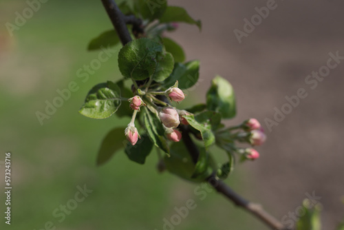 Spring branch of an apple tree with pink budding buds and young green leaves. Apple, apple blossoms, apple blossoms, buds.