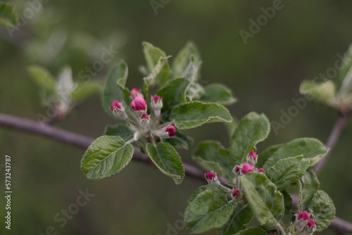 Spring branch of an apple tree with pink budding buds and young green leaves. Apple, apple blossoms, apple blossoms, buds.