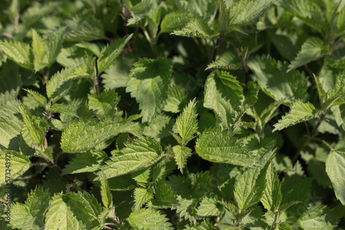 Nettle with fluffy green leaves.  Bush of stinging-nettles. Nettle leaves. Top view. Botanical pattern. Greenery common nettle. Green leaves background. 